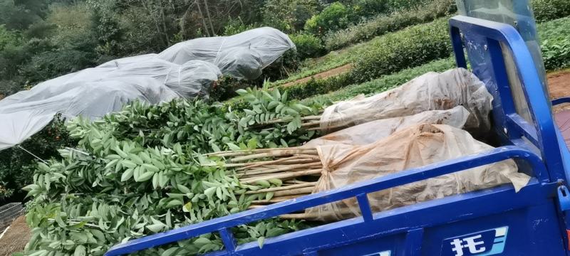 黄花梨苗，地苗和杯苗都有，欢迎新老客户联系，下单