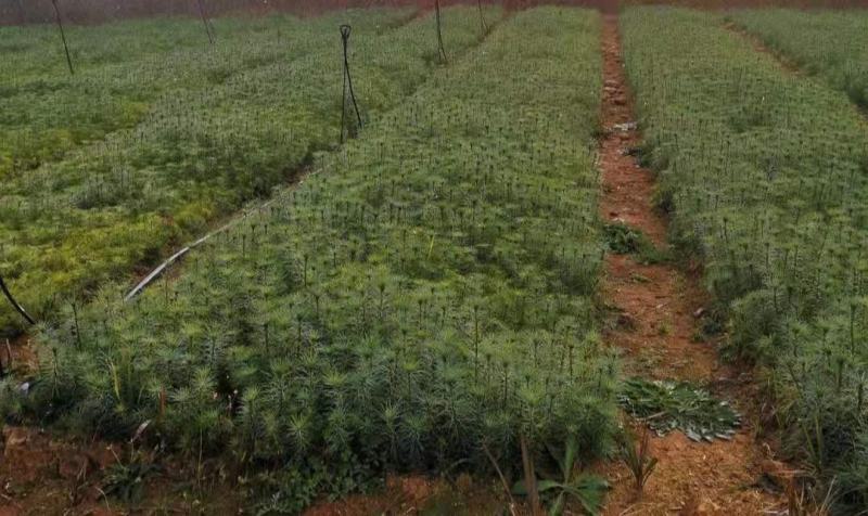 华山松袋苗，云南松袋苗