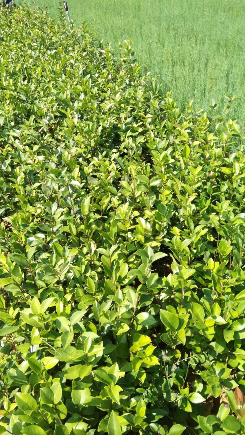 油茶袋苗，茶果袋苗，板栗苗