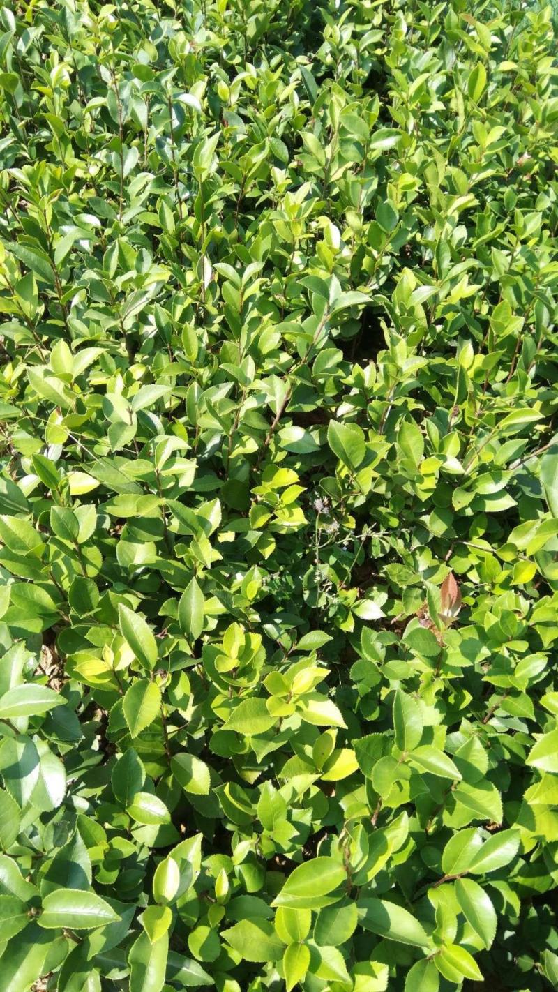 油茶袋苗，茶果袋苗，板栗苗