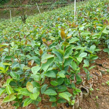油茶袋苗，茶果袋苗，板栗苗