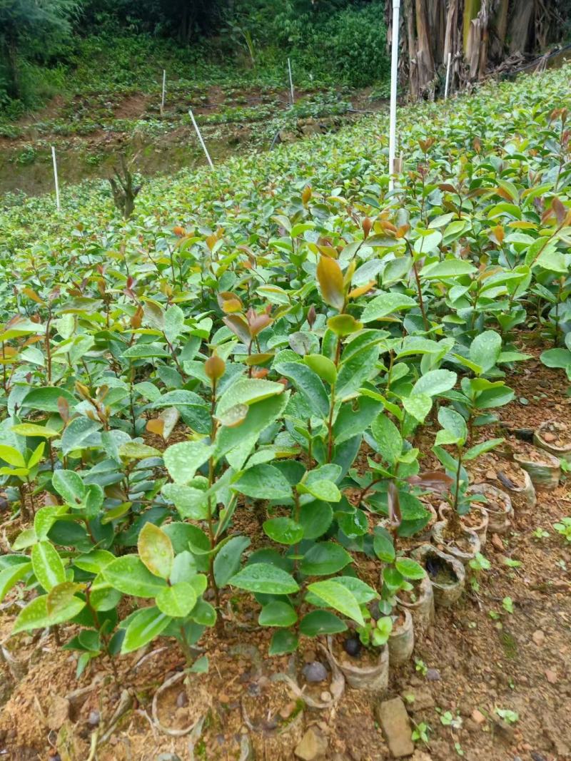 油茶袋苗，茶果袋苗，板栗苗