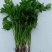 香菜，现摘香菜新鲜香菜香菜聊城铁杆青香菜，大量现货供应1