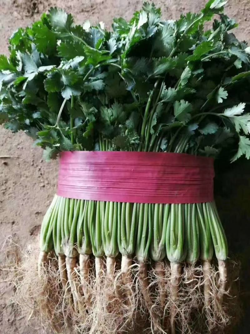 香菜，现摘香菜新鲜香菜香菜聊城铁杆青香菜，大量现货供应1