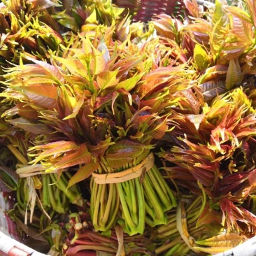 香椿芽，红油香椿，大量供应，一件代发，欢迎实地考察。