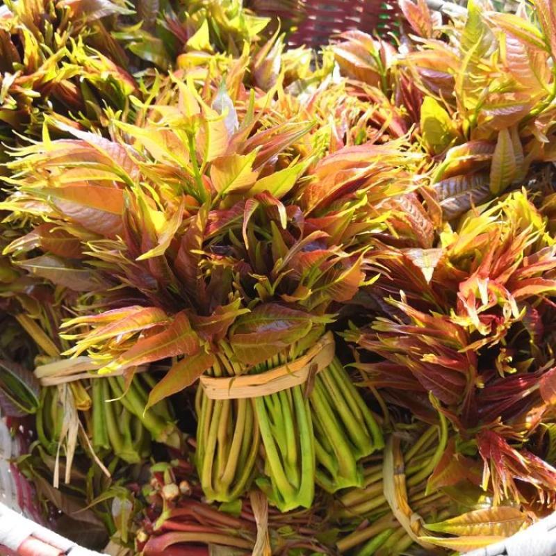 香椿芽，红油香椿，大量供应，一件代发，欢迎实地考察。