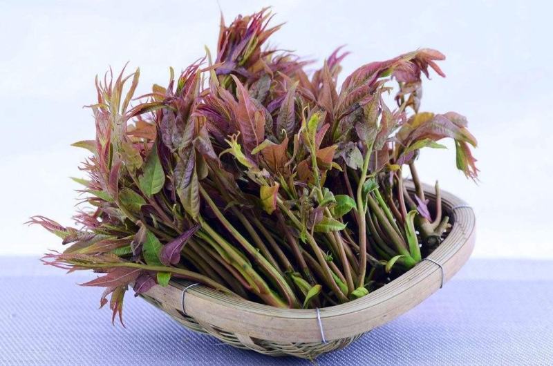 香椿芽，红油香椿，大量供应，一件代发，欢迎实地考察。
