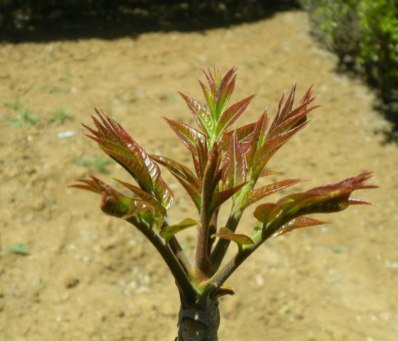 香椿芽，红油香椿，大量供应，一件代发，欢迎实地考察。
