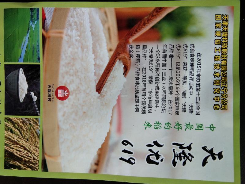 五常稻花香同等级杂交稻天隆优619