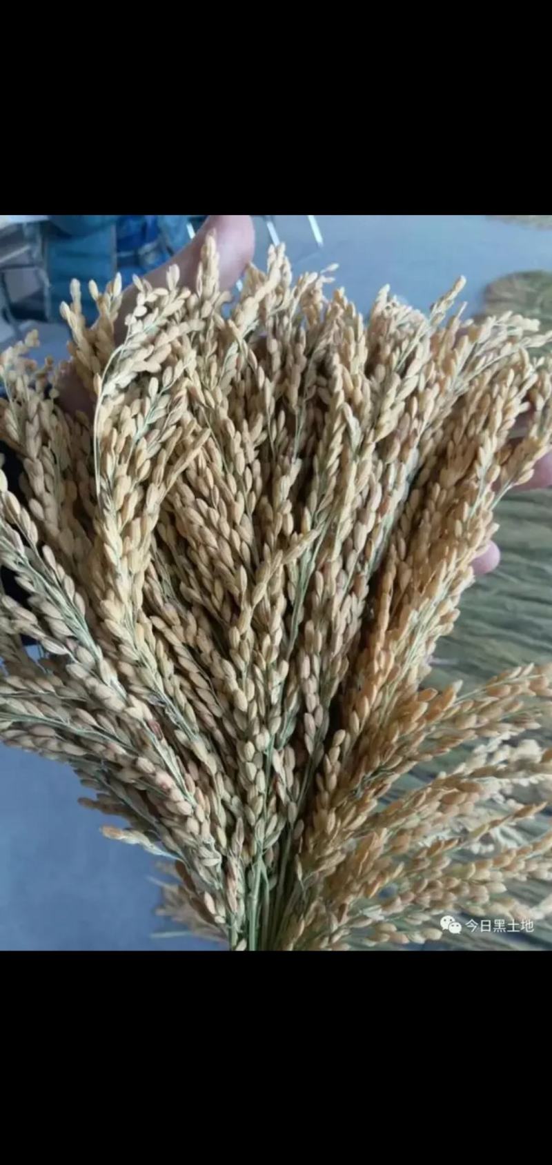 五常稻花香同等级杂交稻天隆优619