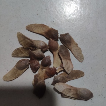 新采摘的基地红枫种子