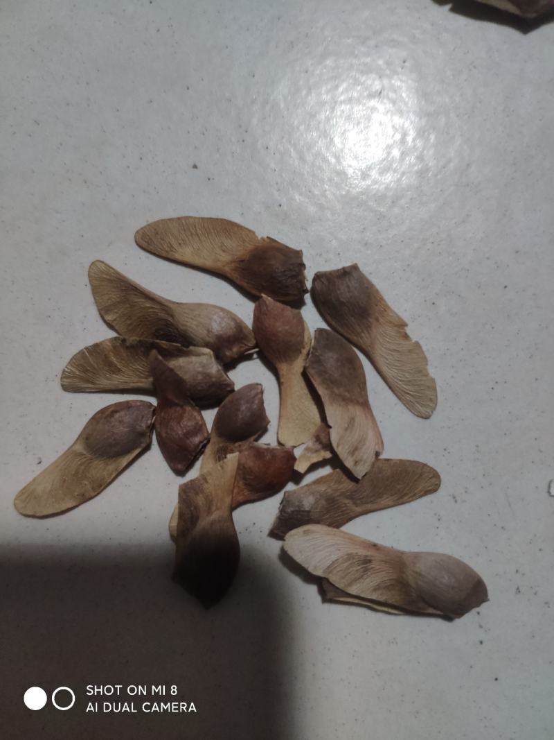 新采摘的基地红枫种子