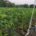 黄花梨树种苗基地直供海南黄花梨苗量大从优