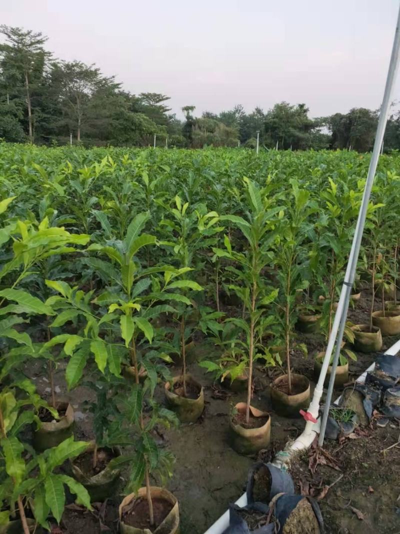 黄花梨树种苗基地直供海南黄花梨苗量大从优