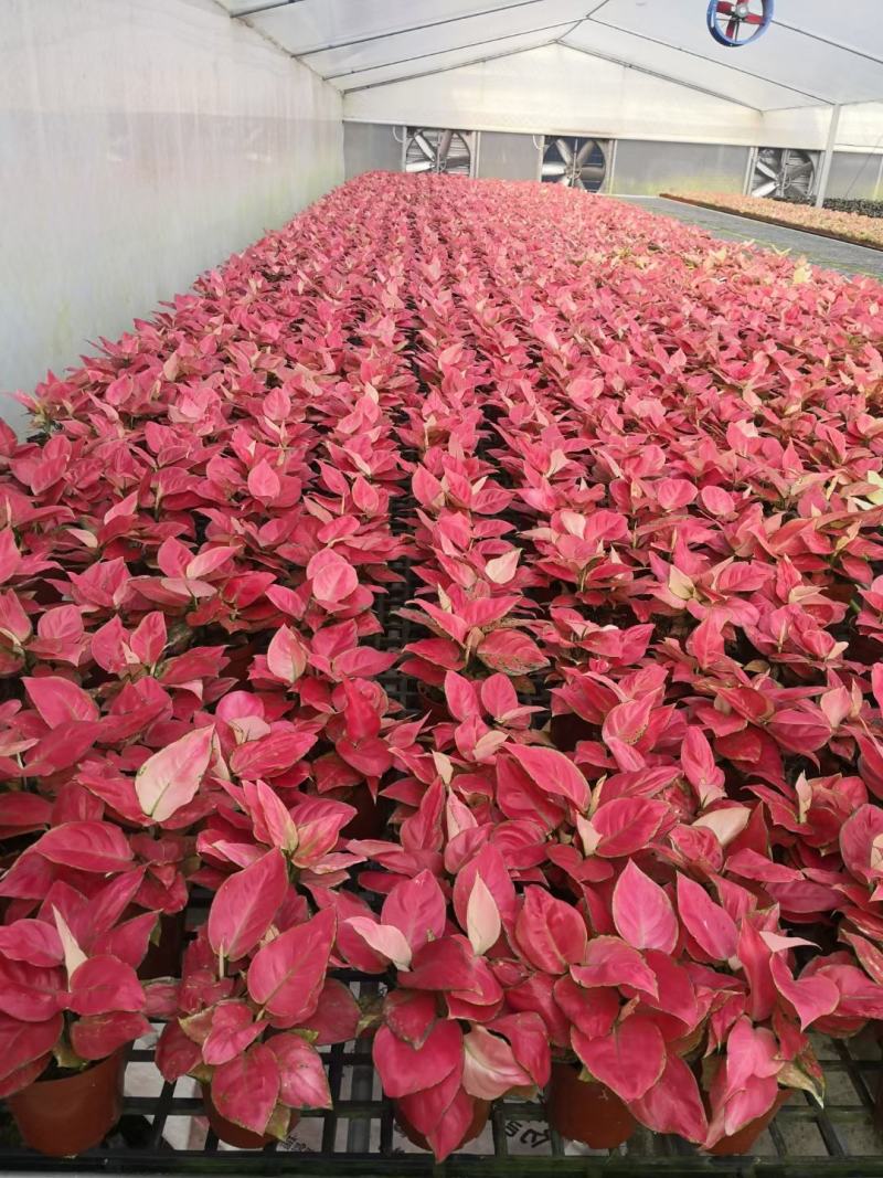 黄花梨树种苗基地直供海南黄花梨苗量大从优