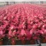 黄花梨树种苗基地直供海南黄花梨苗量大从优