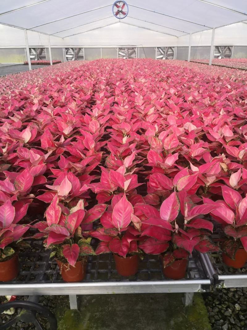 黄花梨树种苗基地直供海南黄花梨苗量大从优