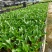 黄花梨树种苗基地直供海南黄花梨苗量大从优