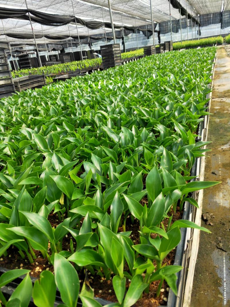 黄花梨树种苗基地直供海南黄花梨苗量大从优
