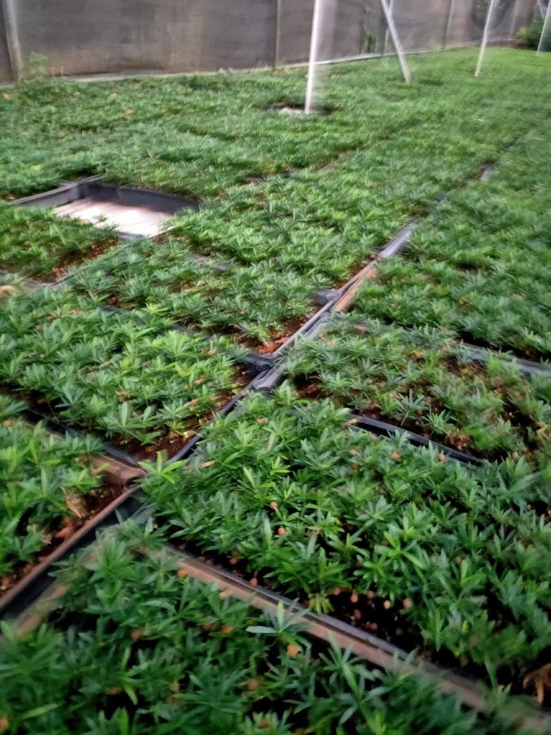 黄花梨树种苗基地直供海南黄花梨苗量大从优