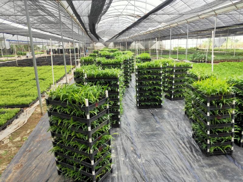 黄花梨树种苗基地直供海南黄花梨苗量大从优