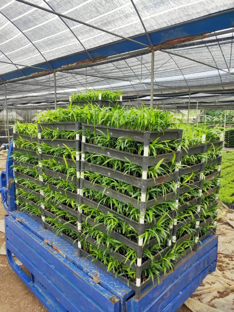 黄花梨树种苗基地直供海南黄花梨苗量大从优