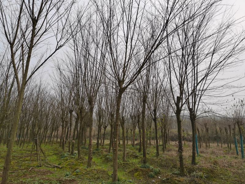 供应8公分青檀出售青檀树出售青檀
