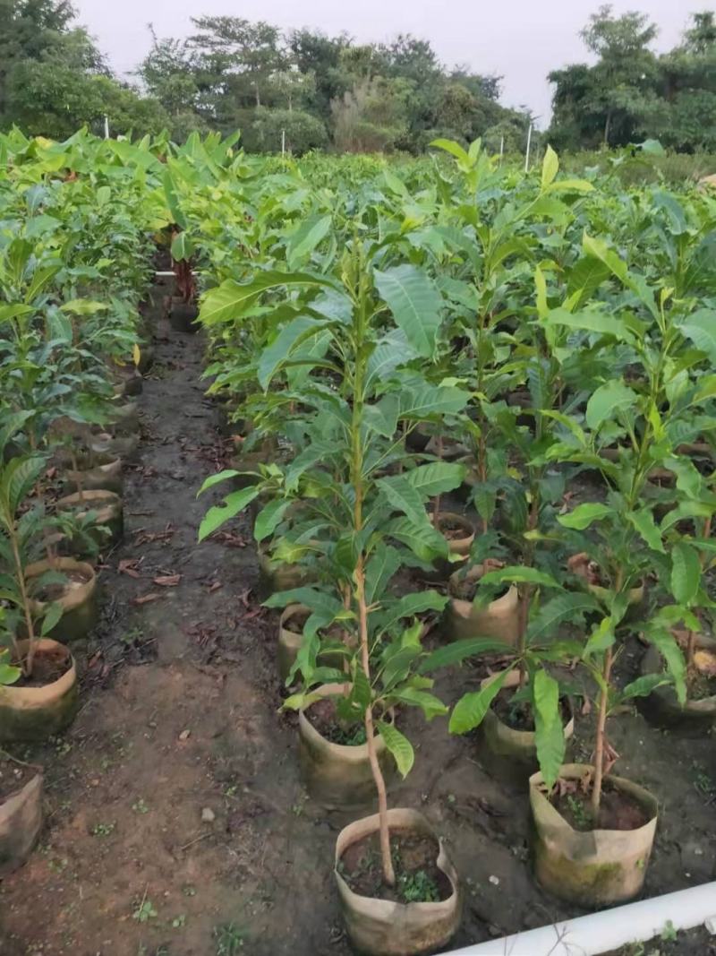 秋枫种苗基地直供绿化苗木量大从优支持一件代发