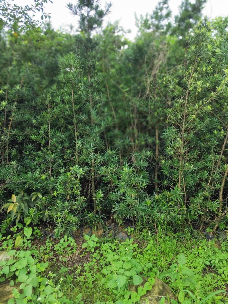 秋枫种苗基地直供绿化苗木量大从优支持一件代发