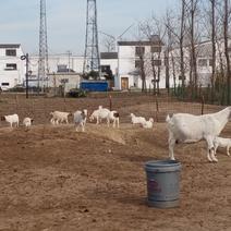 泗县巧如家庭农场上品质小山羊