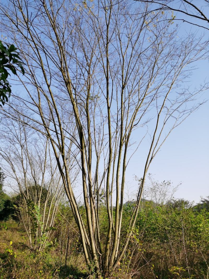 小规格丛生朴树原生拼栽5杆3-5公分丛生朴树
