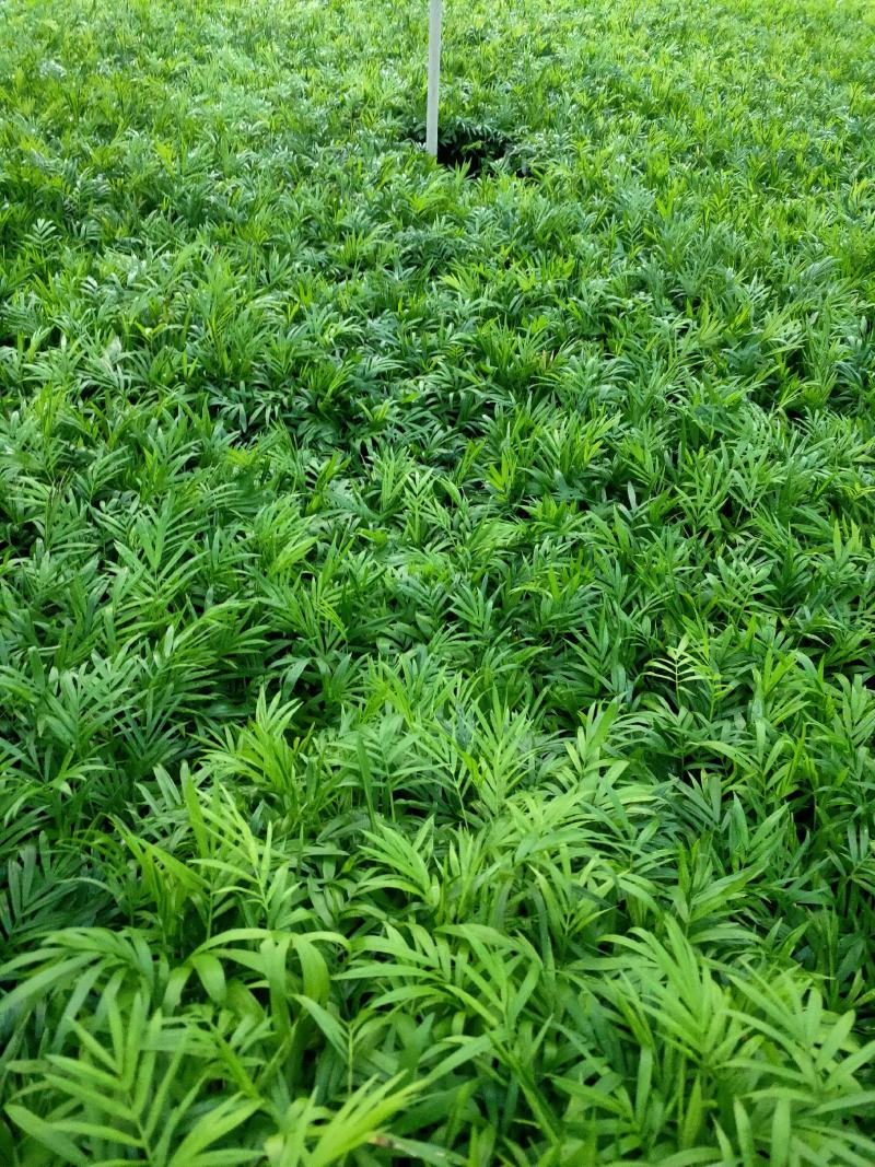 美丽异木棉种苗基地直供绿化苗木支持一件代发