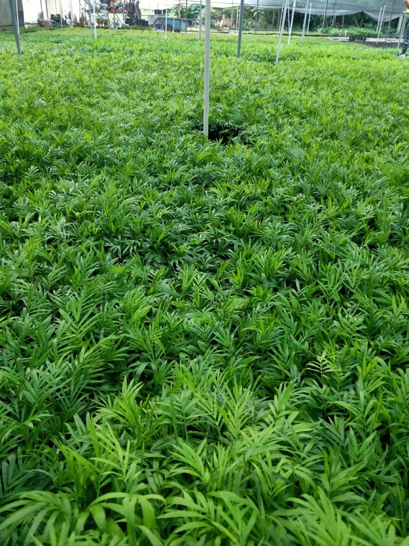 美丽异木棉种苗基地直供绿化苗木支持一件代发