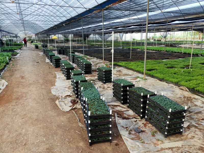 美丽异木棉种苗基地直供绿化苗木支持一件代发