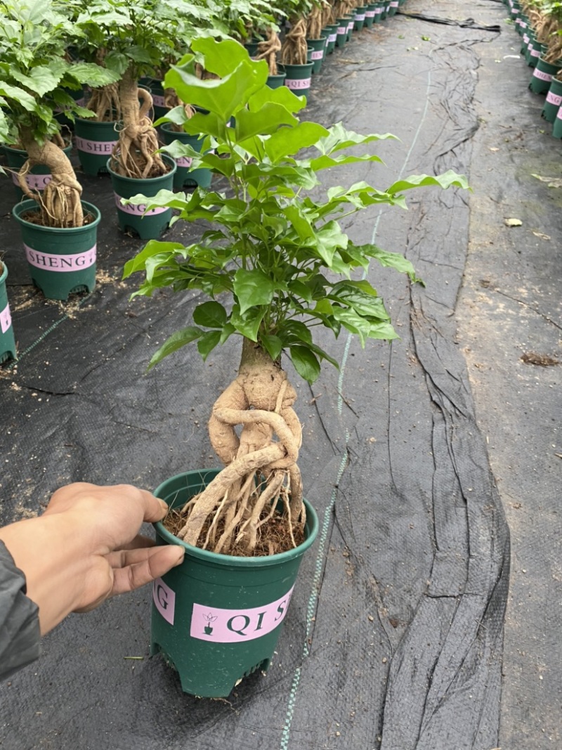 幸福树绿宝提根盆景加伦盆大小规格齐全整箱批发