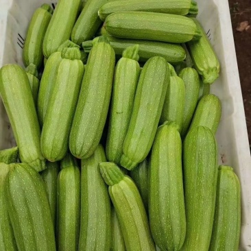 西葫芦泡沫箱装精品绿皮精品西葫芦大量上市