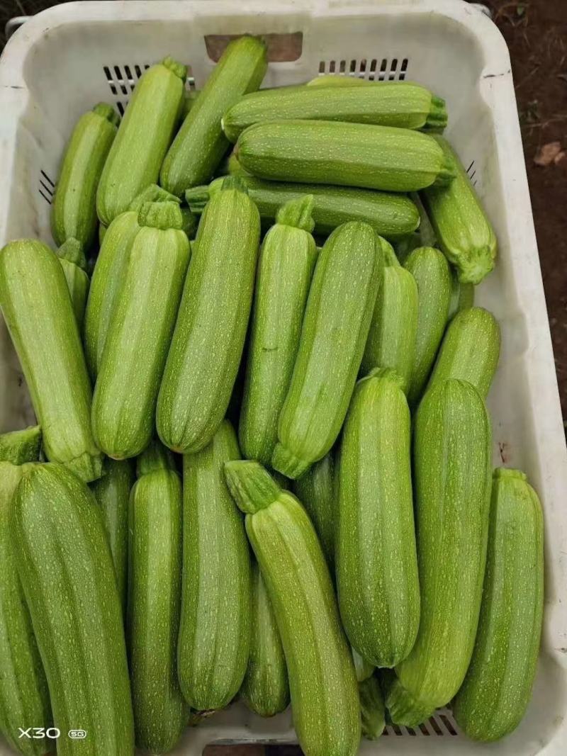 西葫芦泡沫箱装精品绿皮精品西葫芦大量上市