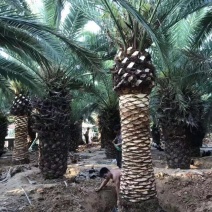 杆高4米的精品加拿利海枣漳州加拿利海枣基地苗农现货批发