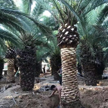 杆高4米的精品加拿利海枣漳州加拿利海枣基地苗农现货批发