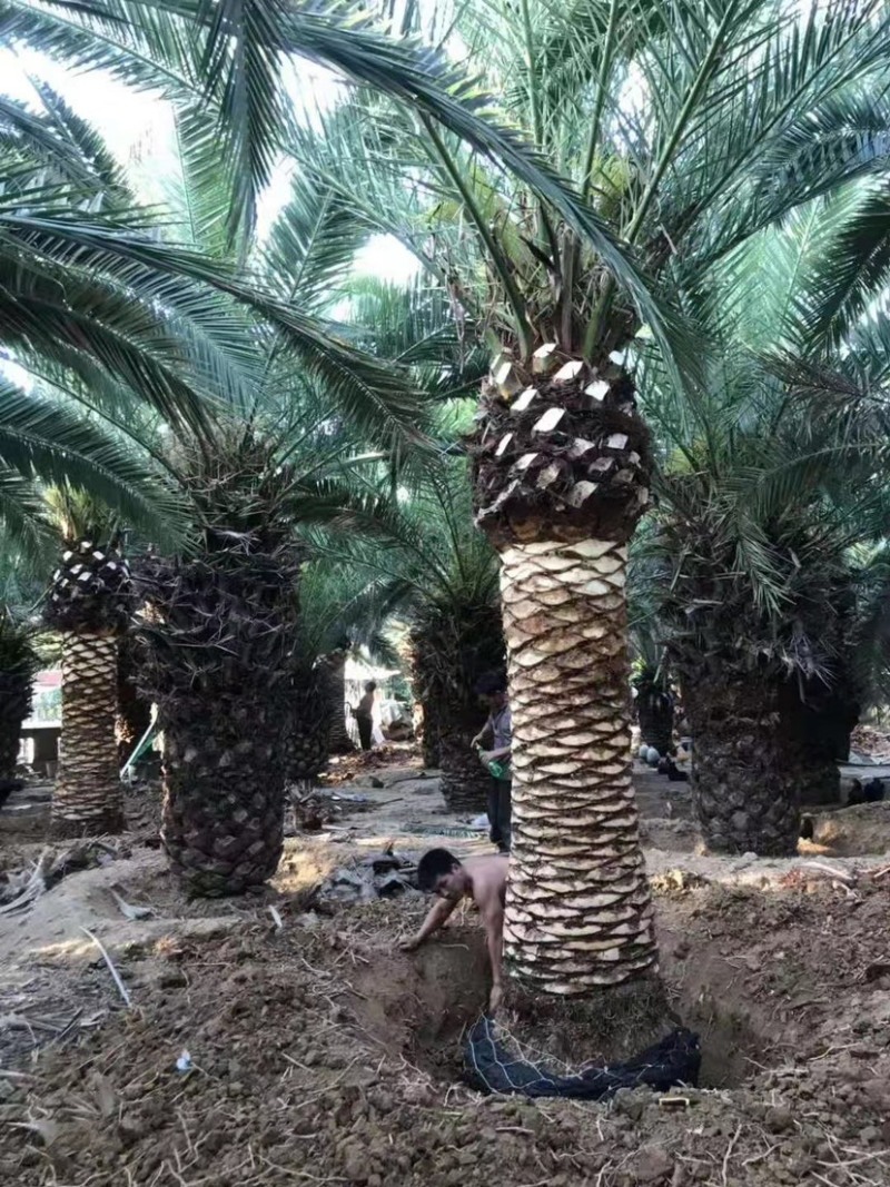 杆高4米的精品加拿利海枣漳州加拿利海枣基地苗农现货批发