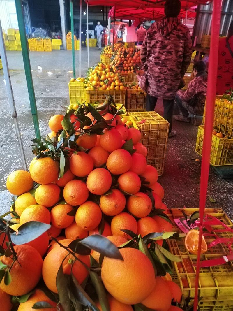 春节不打烊广西桂林的有机肥甜脐橙供应电商微商一件代发