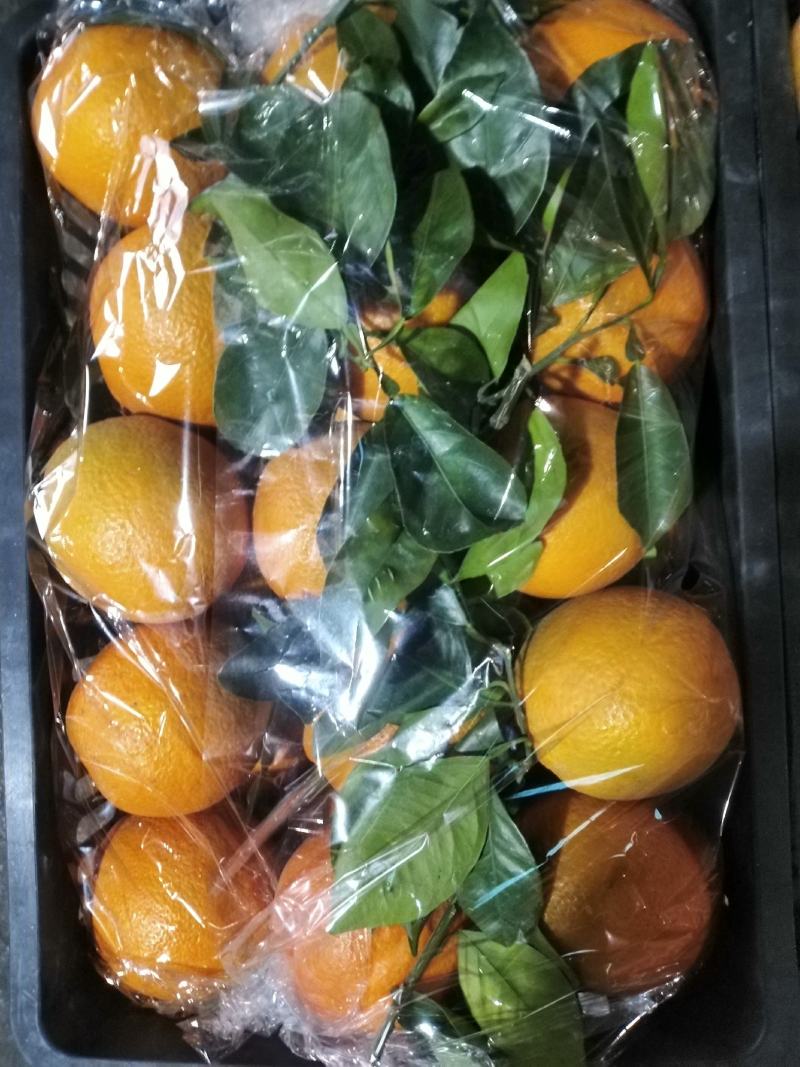 脐橙广西桂林有机甜脐橙供应电商微商一件代发