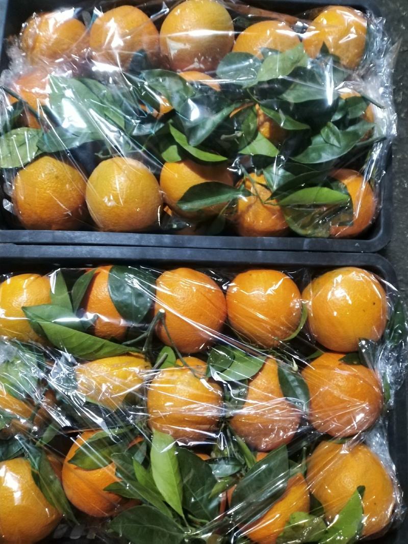 脐橙广西桂林有机甜脐橙供应电商微商一件代发