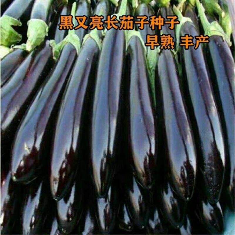 茄子种子优质丰产抗病强适应性广根系发达采收时长