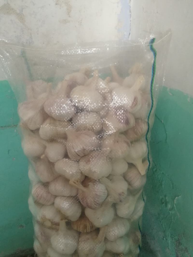 大蒜，莱芜精加工大蒜，20*40包装