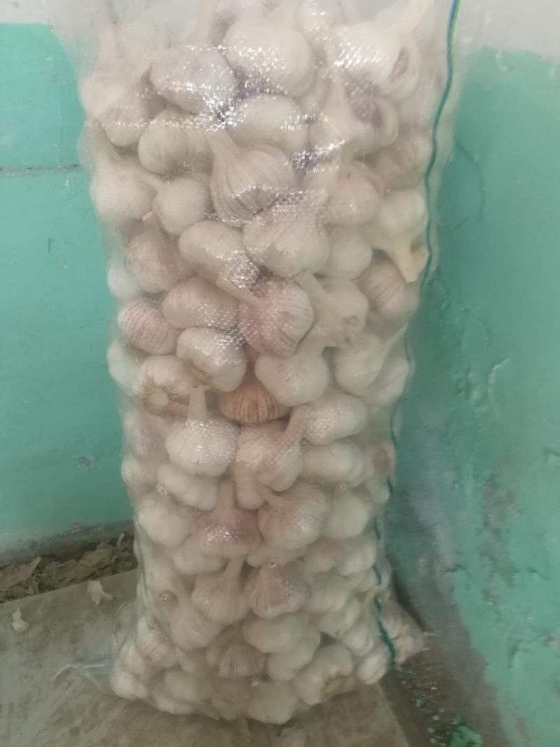 大蒜，莱芜精加工大蒜，20*40包装