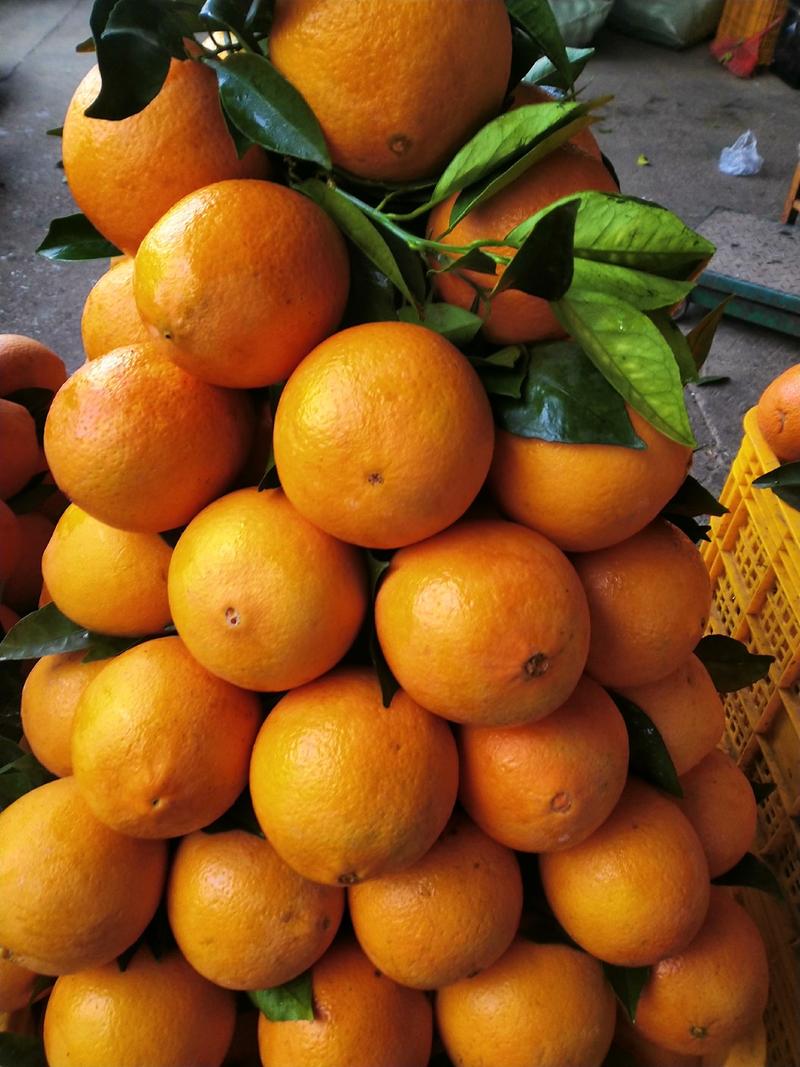 春节不打烊广西桂林的有机肥甜脐橙供应电商微商一件代发