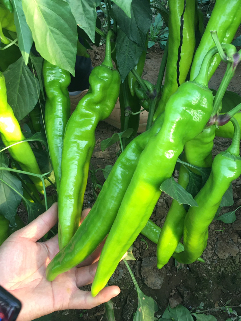 供应尖椒苗，大果尖椒苗，辣椒，青红两用型