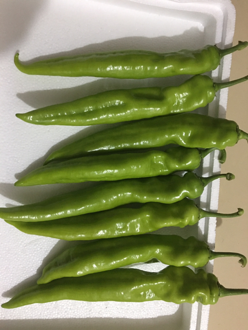 供应尖椒苗，大果尖椒苗，辣椒，青红两用型