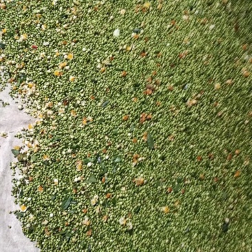 福建柘荣高山纯野生大白茶茶花，品质上乘，全国发货。